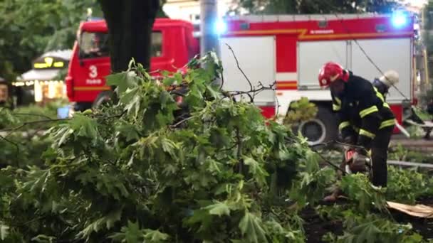 Záchranáři čistí padlé stromy v parku po bouři. Hasiči padli. — Stock video