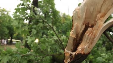 Yaz fırtınasından sonra yolda birçok ağaç devrildi. Kökleri sökülmüş, devrilmiş ağaçlar, fırtına..