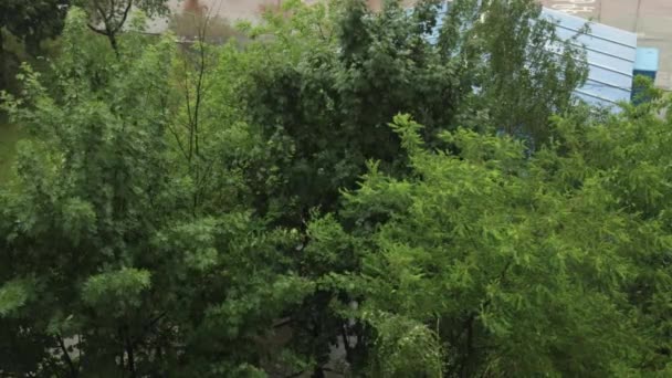 Приморский пейзаж со штормом в городе, огромные волны и лиственные деревья, ветер. — стоковое видео