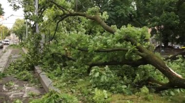 Fırtınadan sonra devrilmiş ağaçlar. Bazı devrilmiş ağaçlar, süper tayfun. Yoldaki ağaçlar