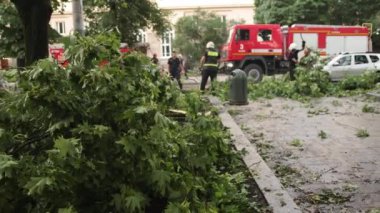 Kurtarıcılar fırtınadan sonra parktaki devrilmiş ağaçları temizliyorlar. İtfaiyeciler düştü.