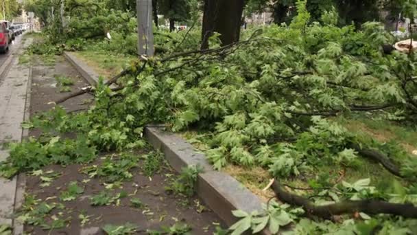 Много упавших деревьев на дороге после летней бури. Выкорчеванные, упавшие деревья, буря. — стоковое видео