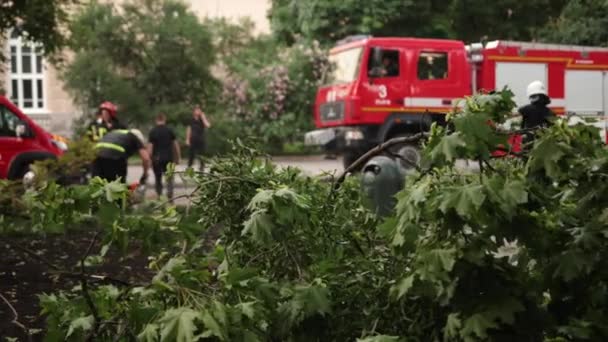 A mentőszolgálat speciális felszereléssel eltávolítja az elszenesedett és elszenesedett fákat — Stock videók