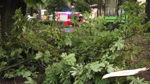 Service de sauvetage sur équipement spécial enlève les arbres tombés au feu et carbonisés — Video