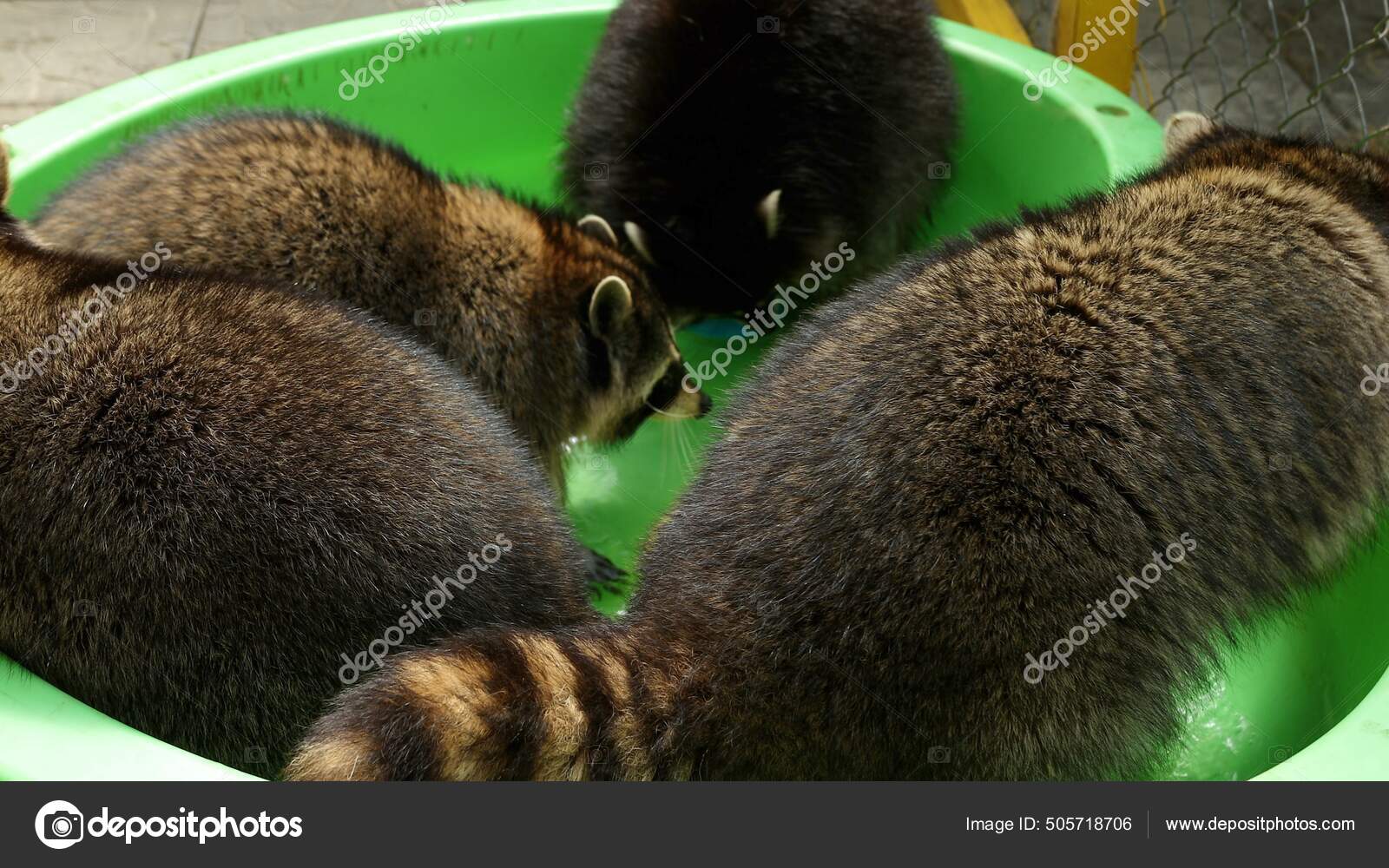 Group of funny raccoons play with toys in green basin water. Fun games
