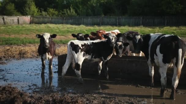 一群年轻的公牛牧场上的黑白奶牛.夏田里的牛群 — 图库视频影像