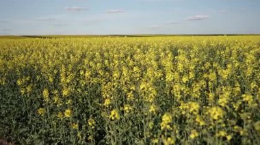 Hardal çiçekleri, çiçek açan kanola, manzara çiçekleri. Kanola çiçekleri, parlak sarı ve tam çiçeklerle, dağınık bulutlarla mavi gökyüzünün altındaki geniş alanı kaplar..