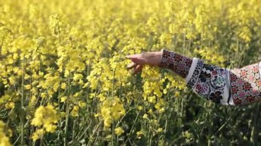 Hardal çiçekleri, sarı tarla, sarı çiçekler. Geleneksel işlemeli kolları olan el, açık gökyüzünün altında çiçek açan tarlada sarı kanola çiçeklerini nazikçe okşar..