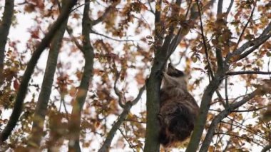Rakun oturması, sonbahar yaprakları, rakun ağacı. Rakun dalın üzerine tünemiş. Etrafı canlı düşen yapraklarla çevrili..