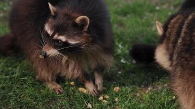 Yiyecek arama faaliyetleri, ot toplayıcıları, gece toplayıcıları. Yeşilliğin ortasında, iki rakun yiyecek aramakla meşgul..