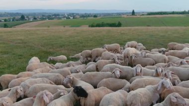 Yeşil çayır, otlayan koyunlar, huzurlu çayırlar. Geniş bir koyun sürüsü yemyeşil çayırlarda huzur içinde otluyor ve arka planda panoramik kırsal alan gelişiyor..