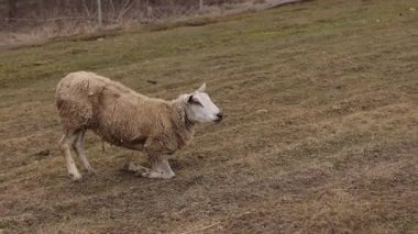 Geniş tarlalar, koyun otlakları, koyun toprakları. Geniş çayırlarda diz çökerek, yalnız koyunlar başlarını eğip, sakin doğal ortamda kırsal arazinin kırsal kesimlerini besler..