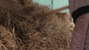 Çiftlik hayvanları yemi, saman yığını, organik bileşim. Doğal kahverengiler ve sarılar organik yapısını ve çiftlik hayvanı olarak çiftçilikteki önemli rolünü ön plana çıkarıyor..