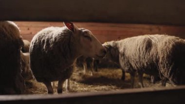 Ayakta duran koyunlar, huzurlu hayvanlar, çiftlik atmosferi. Tahtadan yapılmış sıcak bir ahırda, diğerleri arka planda durur, sakin ve basit çiftlik hayvanlarını temsil ederler..