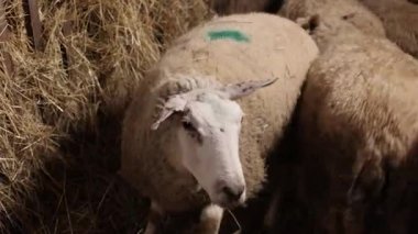 Samimi ahır, doğal ahır, içeride koyun. Sürü ahırın içine doğru ilerlerken, kırsal alanlar geleneksel tarımın karakteristik olarak rahat ve kırsal atmosferi teşvik ediyor..