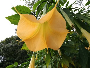 Yakın plan, alçak açılı canlı sarı Brugmansia çiçeği, yaygın olarak Angel 's Trumpet olarak bilinir, yemyeşil bir bahçede çiçek açar..