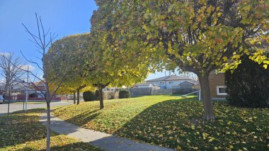 Kanada 'nın güneşli banliyö mahallesi. Renkli sonbahar akçaağaç ağaçları, çimenli yamaçlara düşen yapraklar ve berrak mavi gökyüzü altında sakin evler..
