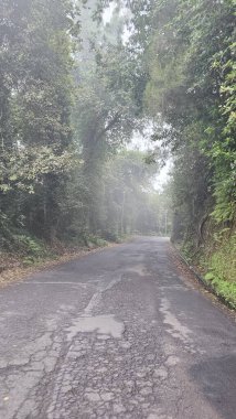 Portekiz, Madeira 'da yoğun yeşil bitki örtüsü ve yüksek ağaçlarla çevrili sisli orman yolu karamsar bir atmosferik seyahat manzarası yaratıyor..