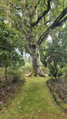 Santo da Serra, Madeira 'da yeşil orman yolu boyunca, yoğun bitki örtüsü ve doğal orman manzarasıyla çevrili büyük yosun kaplı bir ağaç.
