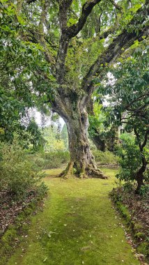 Madeira, Santo da Serra Parkı 'ndaki eski yosun kaplı ağaç yemyeşil ve orman bitkileriyle çevrili. Huzurlu ve doğal bir orman ormanı oluşturuyor.