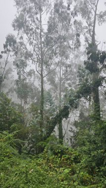 Madeira 'daki puslu orman sahnesinde uzun ağaçlar ve yoğun yeşil bitki örtüsü, ön planda asmalar ve yapraklar ve atmosferik bir bileşim için arka planı yumuşatan sis var..