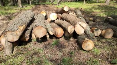 Ormanda düştükten sonra siyah çam ağaçlarının çekimleri.