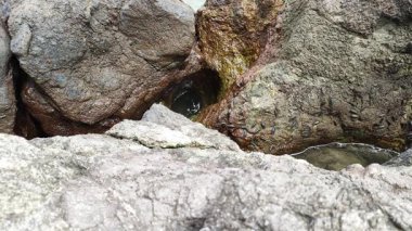 Japon Denizi kıyısındaki kayaların üzerinde koşan deniz kesicileri sürüsü.