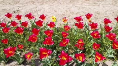 Canlı kırmızı laleler güneşli bir gökyüzünün altında bahar çiçekli bir tarlada hafif esintide sallanıyor.