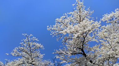Japonya 'nın Tohoku bölgesinde parlak mavi bir gökyüzü karşısında kiraz çiçekleri açar.