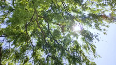 Japonya 'nın Tohoku kentindeki mavi gökyüzünün altında söğüt dalları ve parıldayan su yansımaları ve güneş ışığının düşük açılı görüntüsü..