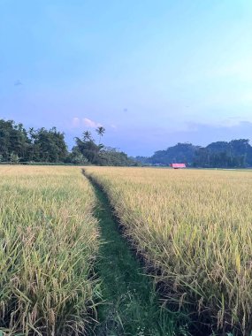 Pirinçten elde edilen altın sarısı bir karışım ile geniş bir pirinç tarlası ön planda hasat edilmeye hazır, ve orta bölgedeki bitkilerin yeşili. Ve bir sıra mavi dağ