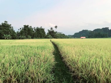Pirinçten elde edilen altın sarısı bir karışım ile geniş bir pirinç tarlası ön planda hasat edilmeye hazır, ve orta bölgedeki bitkilerin yeşili. Ve bir sıra mavi dağ