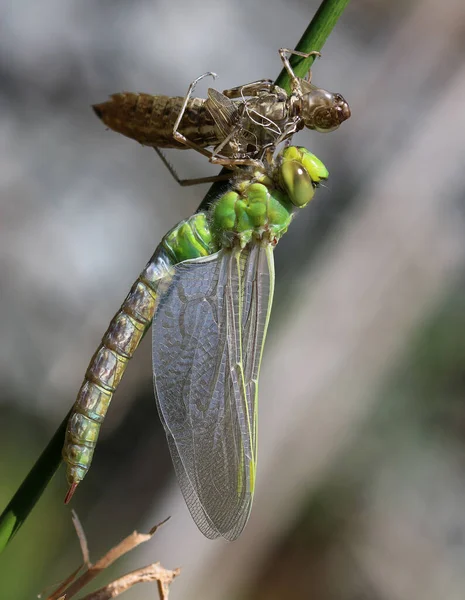 Mavi İmparator - Anax imperator