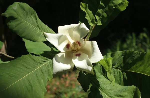 Bigleaf manolyası - Magnolia makrofili