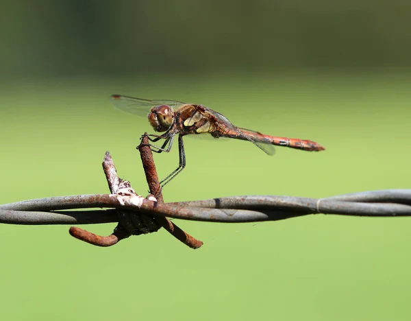 Yaygın darter - Sympetrum striolatum