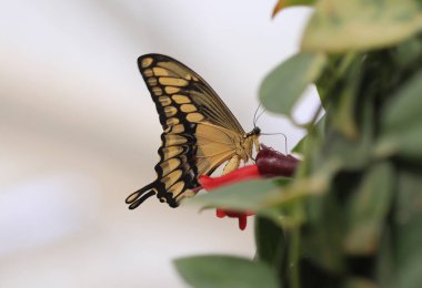 Kral Kırlangıç - Papilio thoas