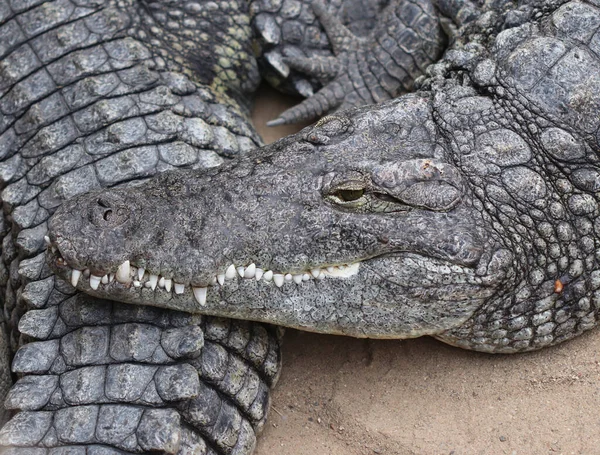 Nil timsahı - crocodylus niloticus