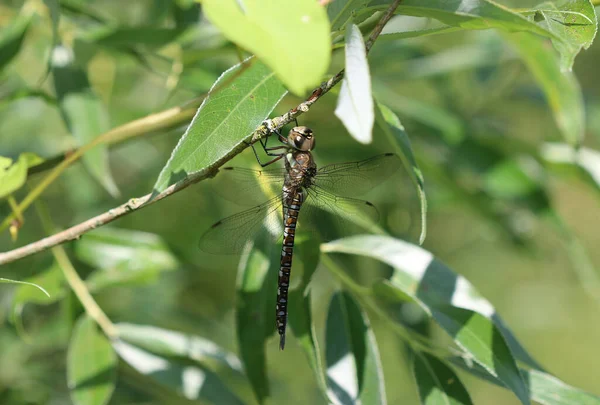 Göçmen Hawker - Aeshna Mixta