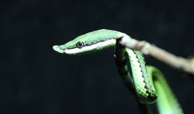 Baron 'un yeşil yarışçısı Philodryas Baroni