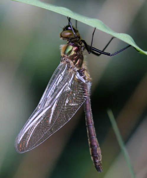 Downy Zümrüt - Cordulia Aenea
