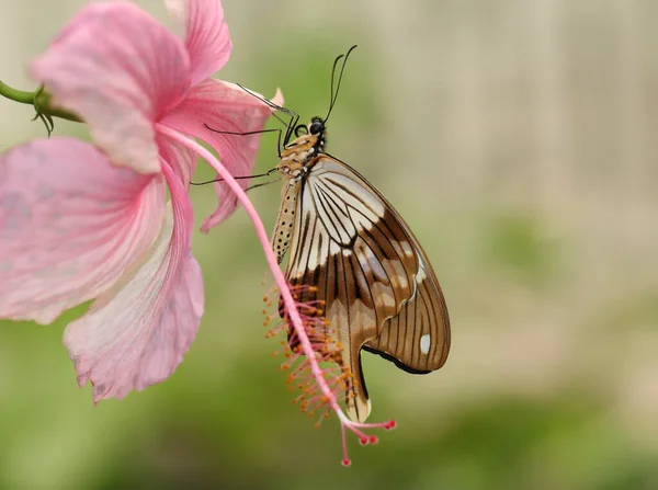 Afrika kırlangıç kuşu - Papilio dardanus