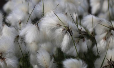 Yaygın pamuk otu - Eriophorum angustifolium