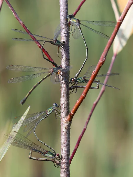 Willow Emerald Damselfly - Chalcolestes viridis