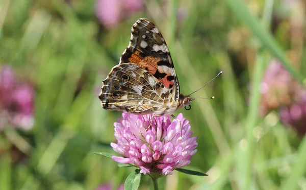 Painted lady - Vanessa cardui