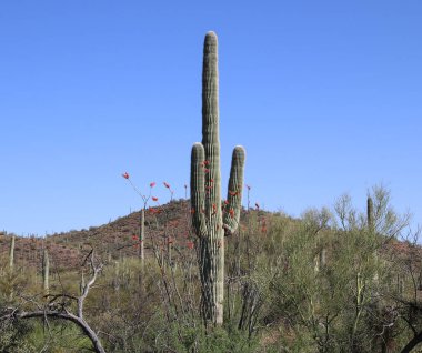 Organize Kaktüs - Stenocereus thurberi