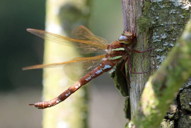 Kahverengi Hawker - Aeshna Grandis
