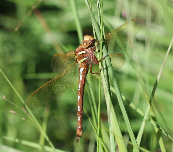 Kahverengi Hawker - Aeshna Grandis