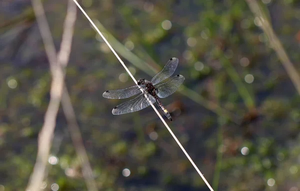 Sarı benekli Beyazsurat - Leucorrhinia pectoralis