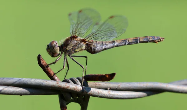 Yaygın darter - Sympetrum striolatum