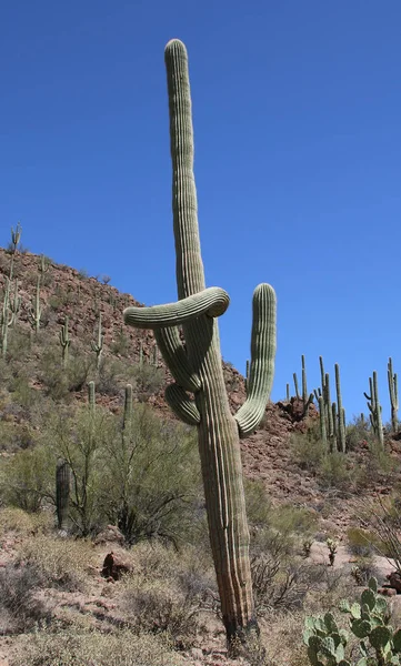 Organize Kaktüs - Stenocereus thurberi
